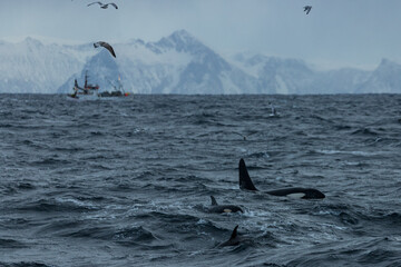 Killer whales ( Orcinus orca ) feeding on herring, off the coast of Andenes, Norway during winter...