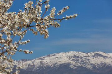 Blooming almonds on a background of snow-capped mountains