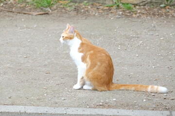 Chat roux assis .