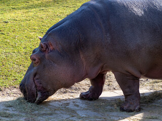 Hippo close up.