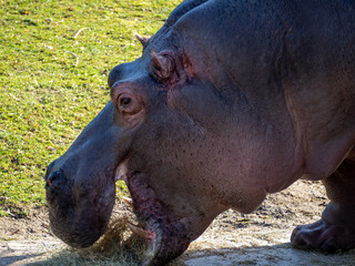 Hippo close up.