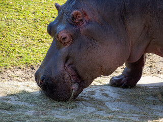 Hippo close up.