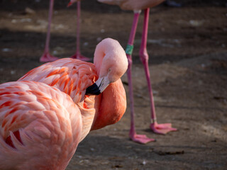 Pink flamingo close up.