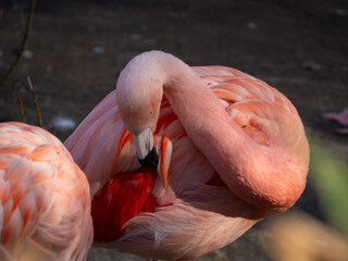 Pink flamingo close up.