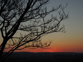 Tree silhouette and landscape at corolful sunset