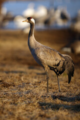 The common crane (Grus grus), also known as the Eurasian crane. Adult crabe on the horizon in the yellow grass in the background of water birds.
