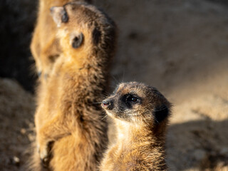 Meerkat family basking in the sun.