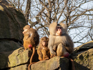 Obraz premium family of macaque monkeys on the rocks.