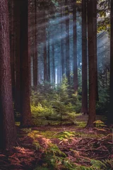 Fototapeten Bright sun rays through trees in pine forest. © fotografiecor
