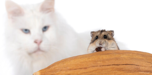 Funny picture of hamster eating, with cat in soft focus on background. Hamster looking to camera...