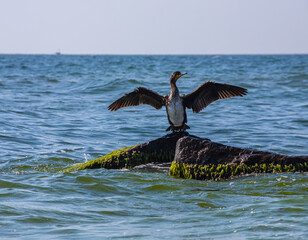 great cormorant sitting on a rock in the sea