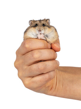 Adorable brown hamster, being helt in huma hand. Looking towards camera. Isolated on a white background.