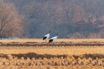 Obraz premium 두루미