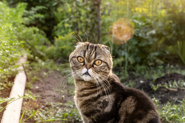 Naklejka na ściany i meble brown tabby cat of the Scottish breed sits on a path in the garden among the beds of vegetables and looks. Wild striped scottish fold cat in the garden in the morning sun