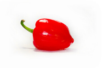 Red bell pepper. Hand drawn watercolor painting on white background.
