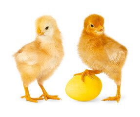 Isolated baby chicks on a white background with a yellow egg