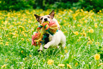 Happy dog plays with braided colorful toy rope on bright lawn covered with yellow dandelion flowers