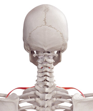 3d rendered medically accurate muscle illustration of the omohyoid