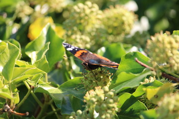 papillon 