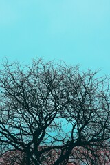 tree branches against sky