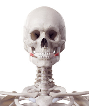 3d rendered medically accurate muscle illustration of the risorius