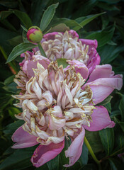 Bush light purple peony in the stages of bud and the beginning of wilting