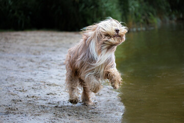 Bearded collie running in the wind at the beach