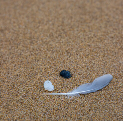 Sand texture. Copy space. Top view. Flat lay. Feather of a bird on wet sand close-up