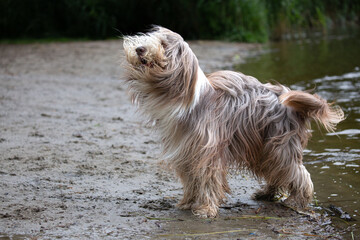 Bearded collie by the lake in the wind. Dog on the beach