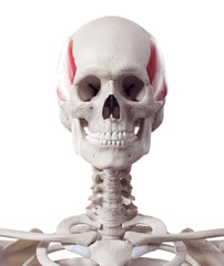 3d rendered medically accurate muscle illustration of the temporalis