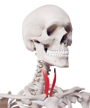 3d rendered medically accurate muscle illustration of the sternothyroid