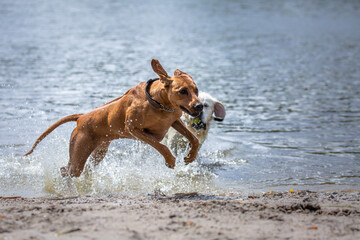 Brown dog jumping and plating on the beach
