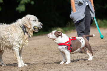 Bulldog looking at retriever with tennis ball in mouth. Dogs playing
