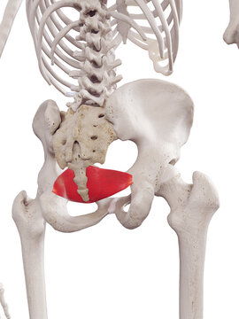 3d rendered medically accurate muscle illustration of the iliococcygeus