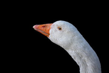 Funny eye look of white goose head and neck on black background. closeup