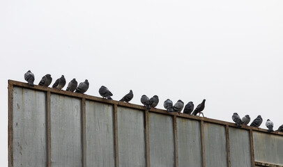 Pigeons sitting on metal roof railing low angle view. City animals concept - Powered by Adobe