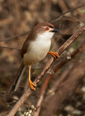 Yellow-eyed babbler perched on twig at Bhigwan bird sanctuary Maharashtra
