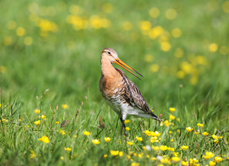 Black-tailed godwit in a mixed colony of waders on a meadow. 