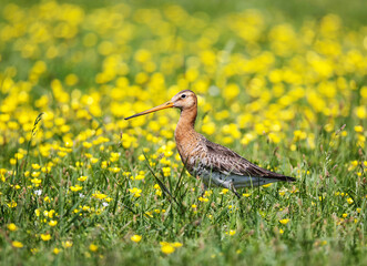 Black-tailed godwit in a mixed colony of waders on a meadow. 
