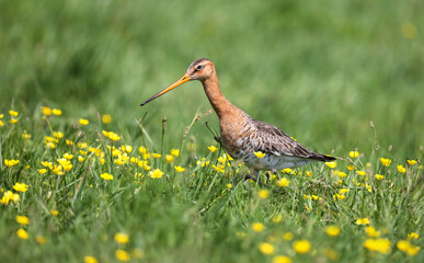 Black-tailed godwit in a mixed colony of waders on a meadow. 