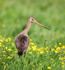 Black-tailed godwit in a mixed colony of waders on a meadow. 