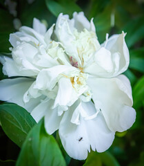 A white aster that has begun to wither and a lone ant on a petal