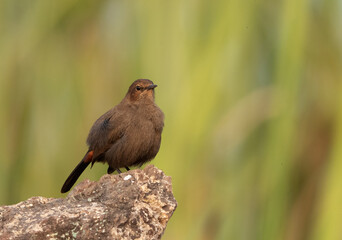Indian Robin perched on rock at Bhigwan bird sanctuary Maharashtra