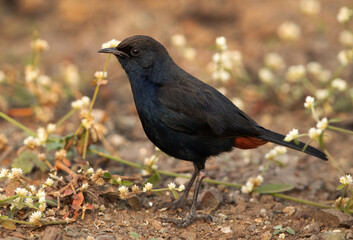 Indian Robin at Bhigwan bird sanctuary Maharashtra