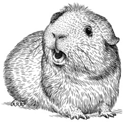black and white engrave isolated guinea pig illustration