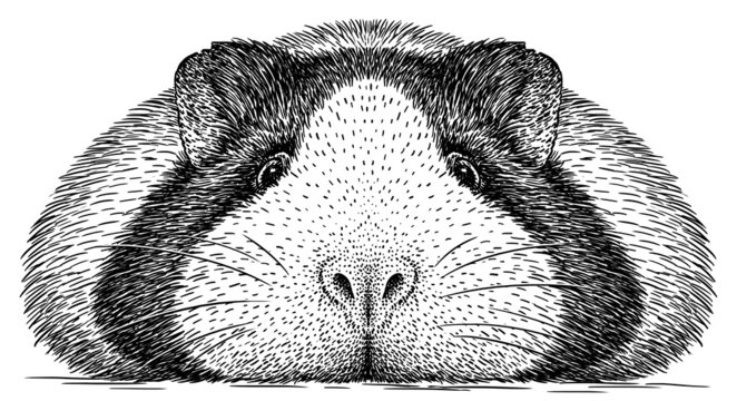 black and white engrave isolated guinea pig illustration