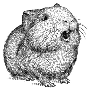 black and white engrave isolated guinea pig illustration