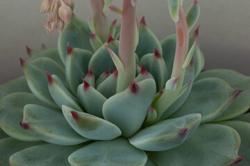 Blooming succulent rosette with light-green leaves, close-up. Beautiful Echeveria flower, side view for publication, poster, calendar, post, screensaver, wallpaper, postcard, banner, cover, website