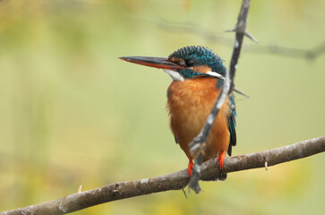 Common Kingfisher perched on acacia tree at Bhigwan bird sanctuary Maharashtra