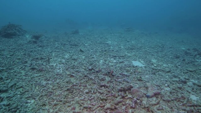 Field of coral rubble left from a once-thriving tropical coral reef 